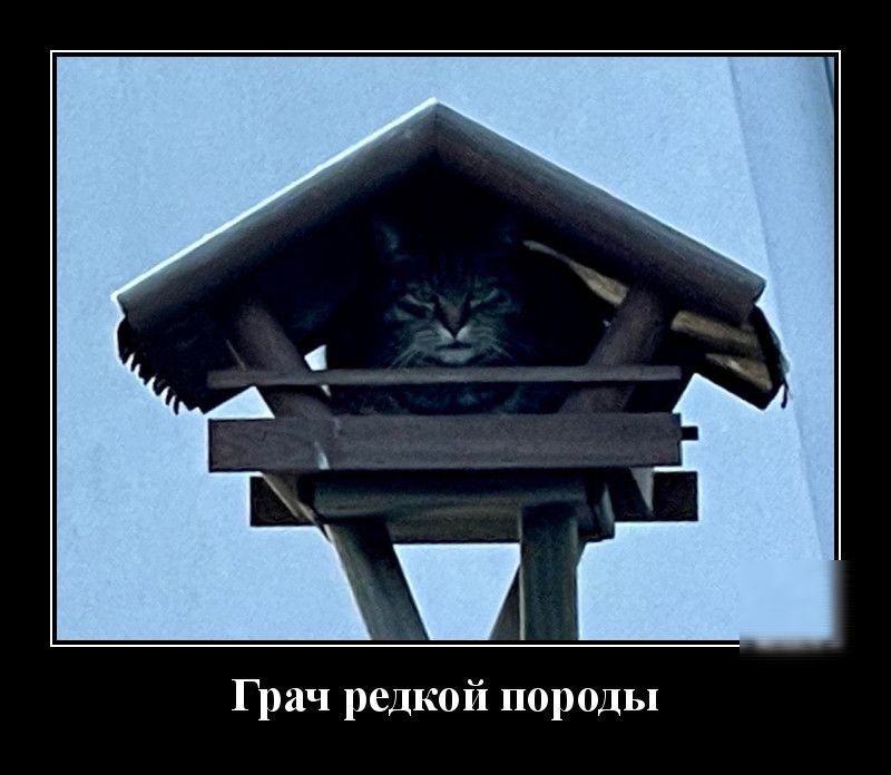 Грач редкой породы