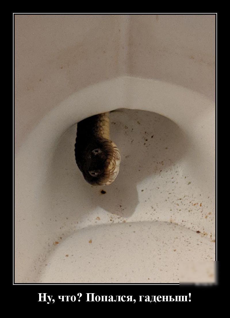 Ну что Попался гаденыш