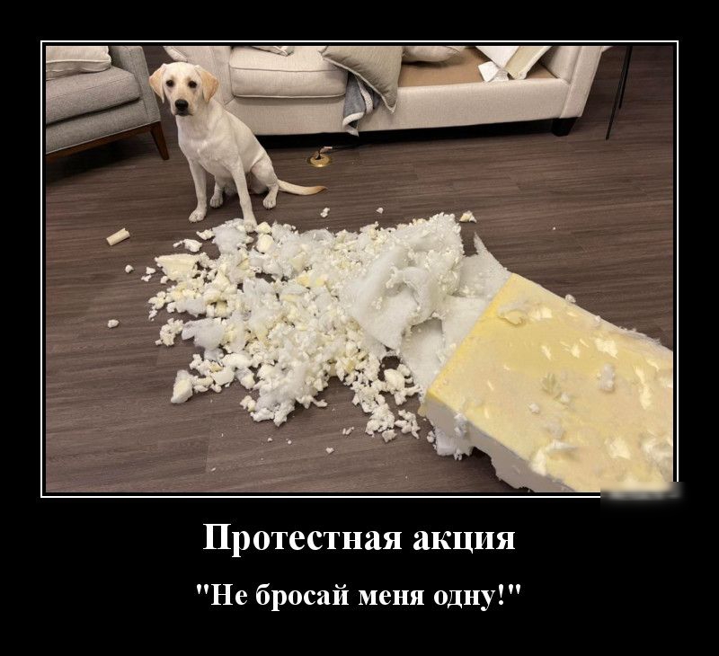 Протестная акция Не бросай меня одну