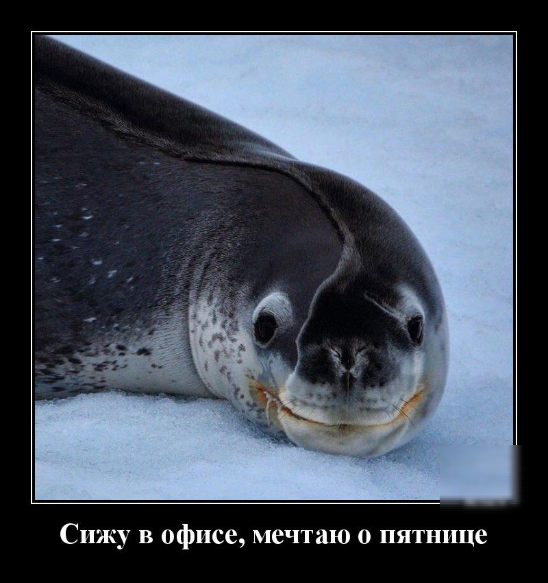 Сижу в офисе мечтаю 0 пятнице
