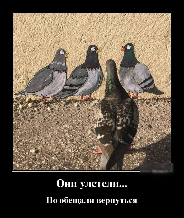 Они улетели Но обещали вернуться