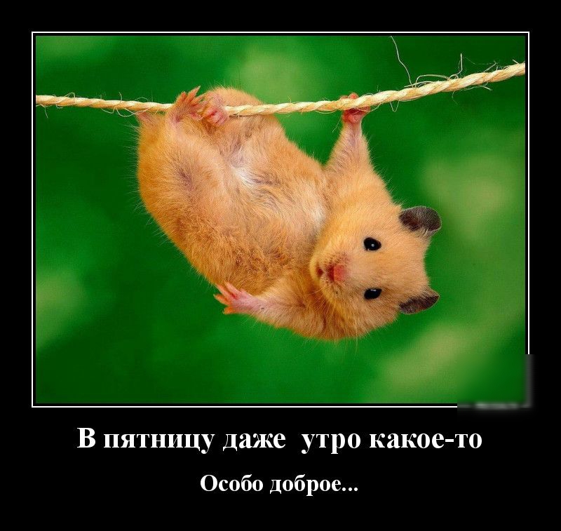 В пятницу даже утро какое то Особо доброе