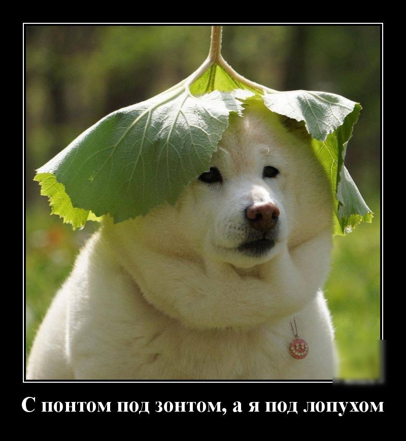 С ПОНТОМ ПОД ЗОНТОМ а Я ПОД ЛОПУХОМ