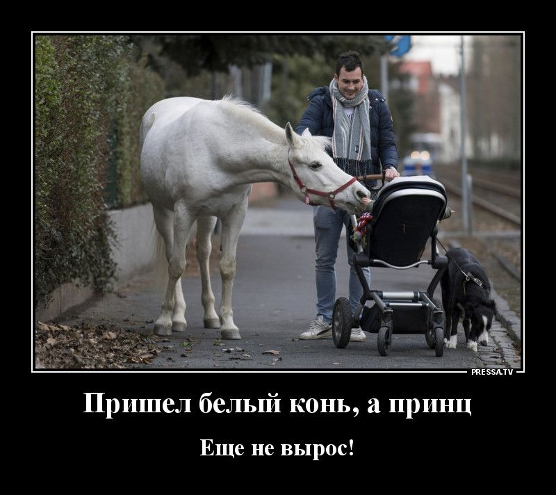 Пришел белый конь а принц Еще не вырос