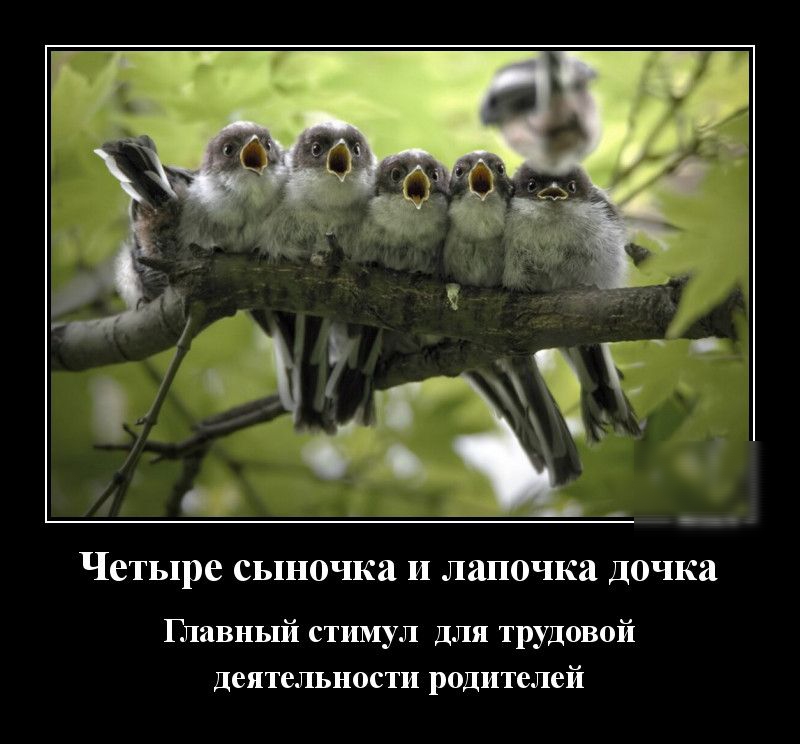 Четыре сыночка и лапочка дочка Главный стимул для трудовой деятельности родителей