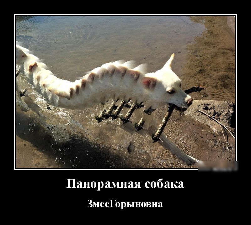 Панорамная собака ЗмееГорыновна