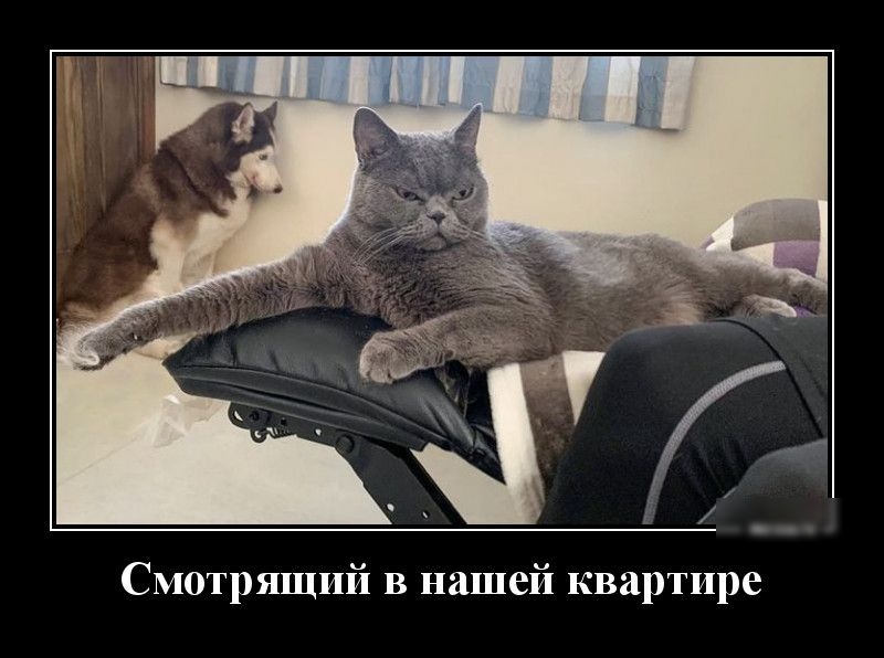 Смотрящий в нашей квартире