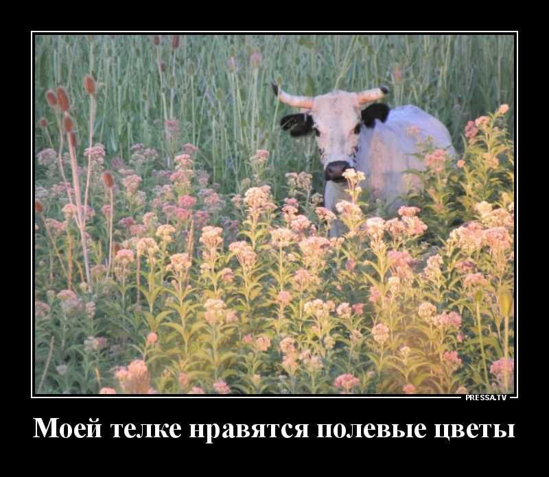 мазь Моей телке нравятся полевые цветы