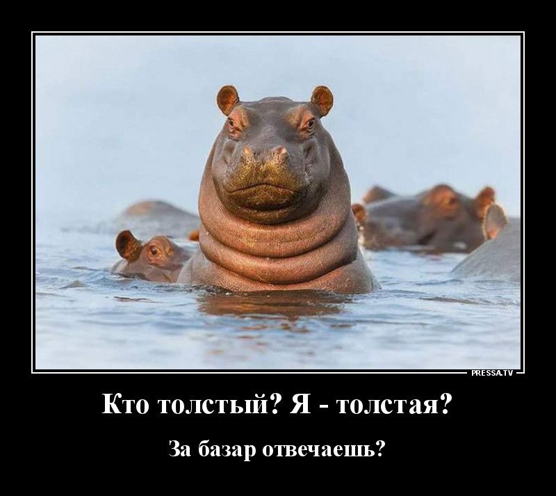 тззми Кто толстый Я толстая За базар отвечаешь