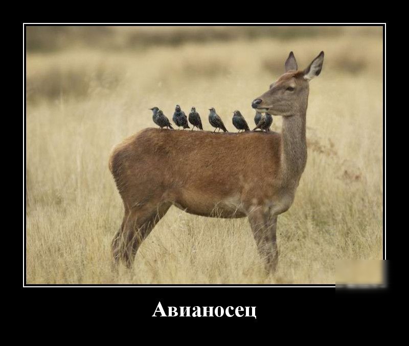 Авианосец