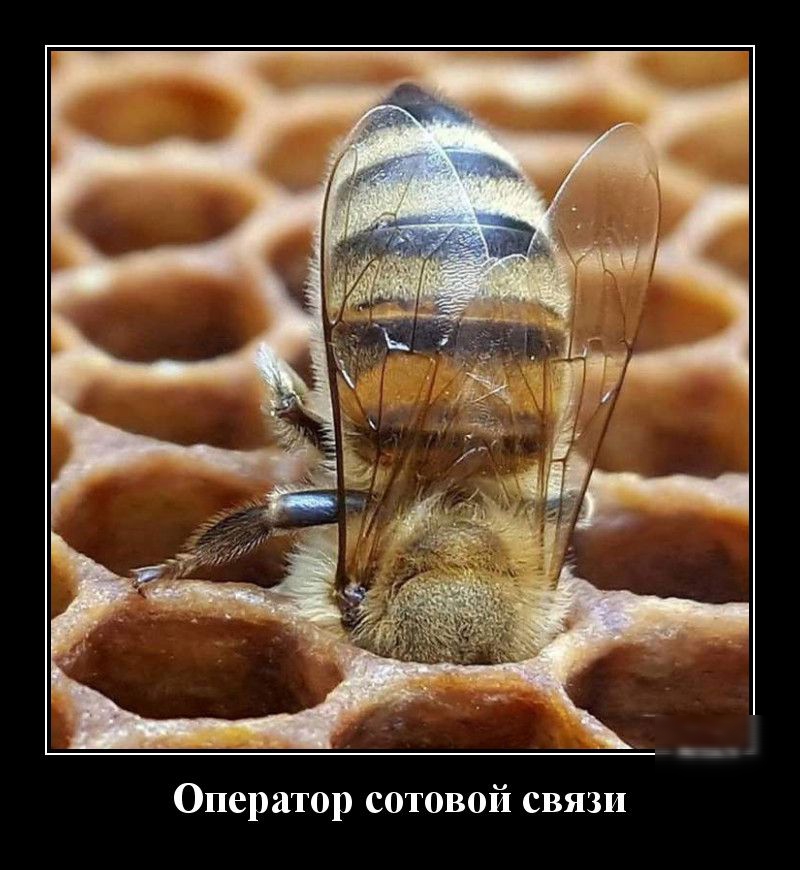 Оператор сотовой связи