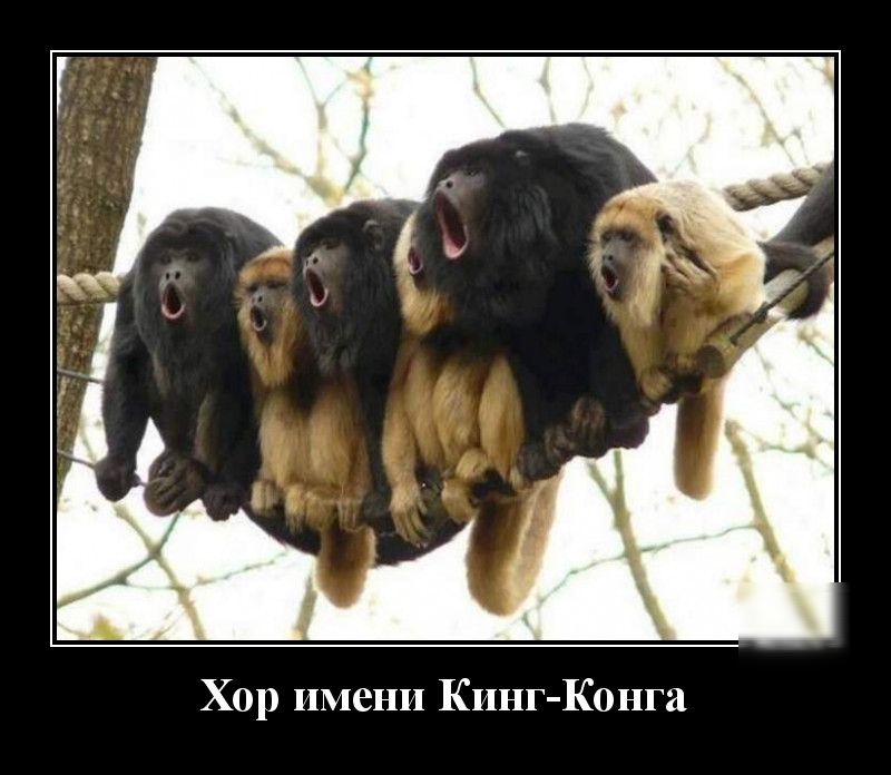 Хор имени Кинг Конга
