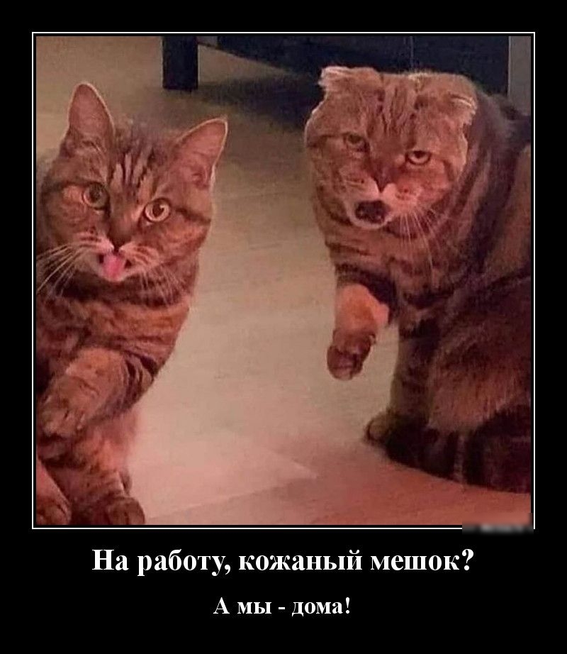 На работу кожаный мешок А МЫ Дома