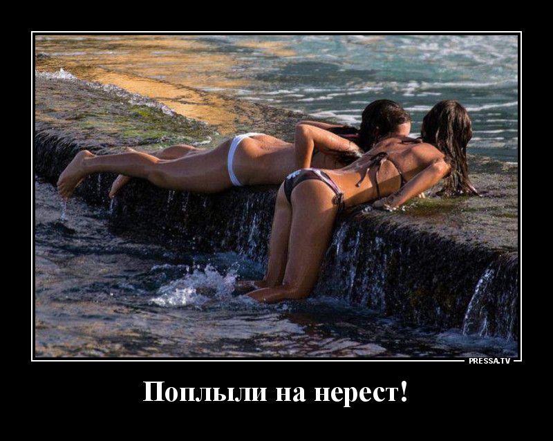 Поплыли на нерест