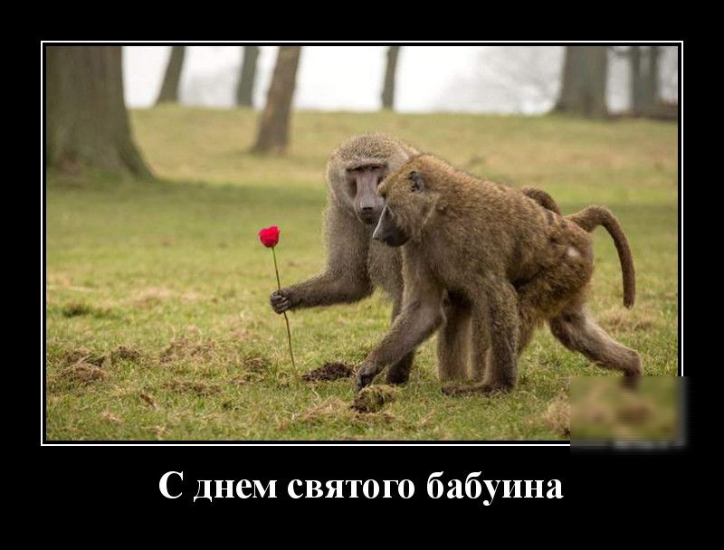 С Днем святого бабуина