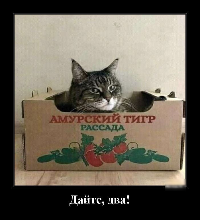 Дайте два