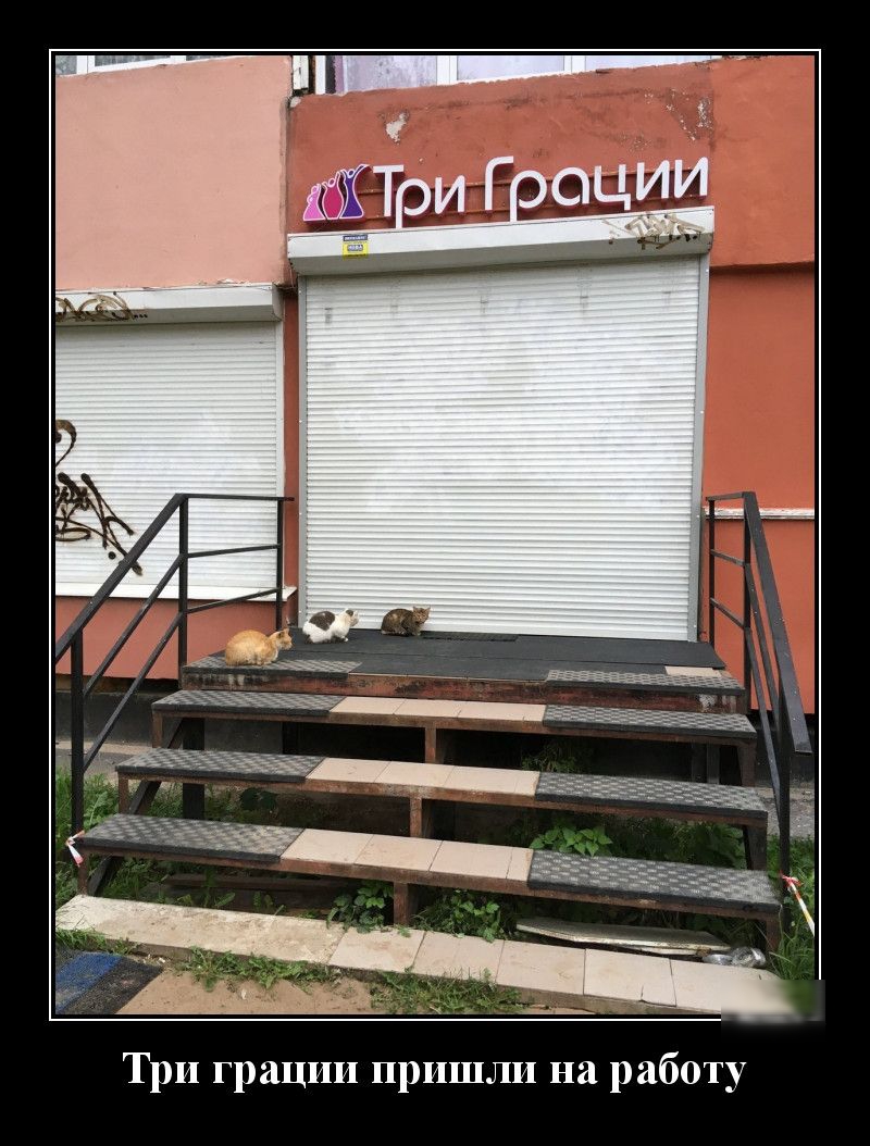 Три грации пришли на работу
