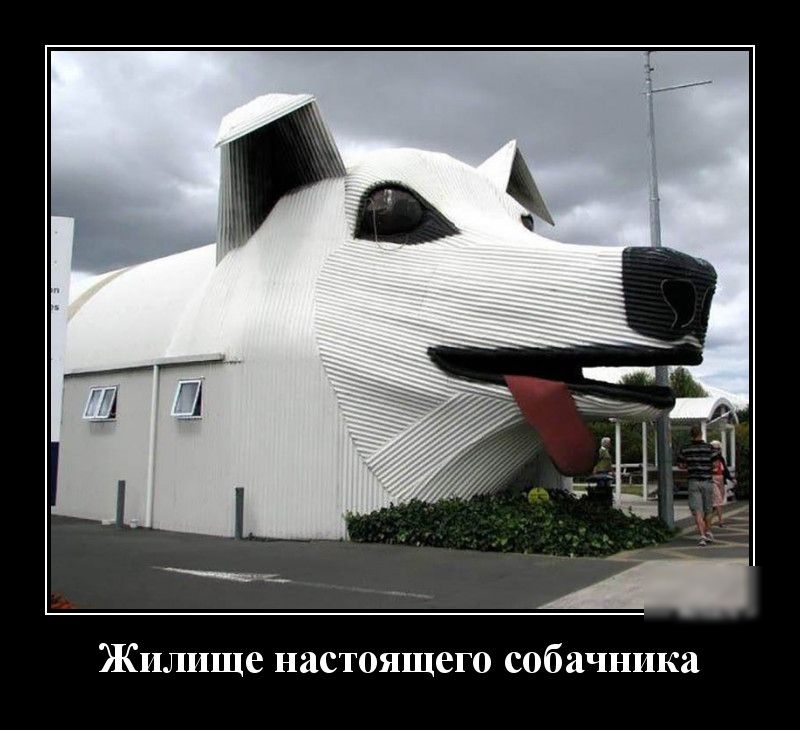 Жилище настоящего собачника