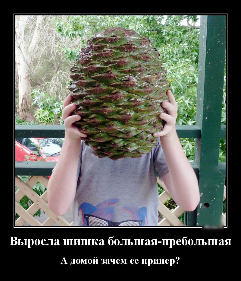 Выросла шишка большая пребольшая А Домой зачем ее припер
