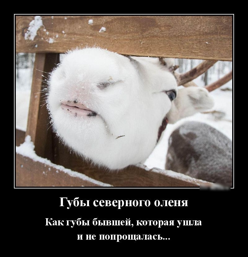 Губы северного оленя Как губы бывшей которая ушла и не попрощалась