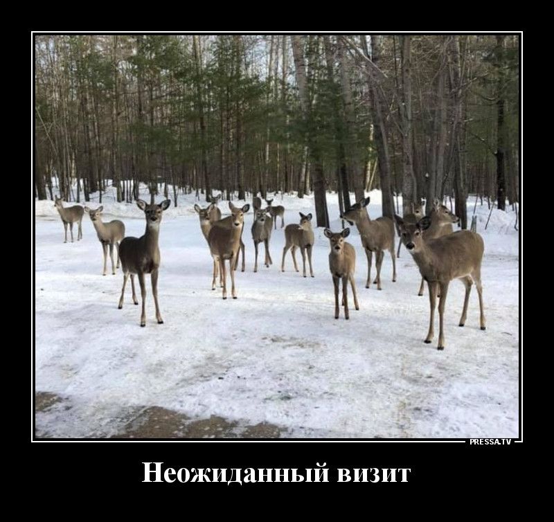тіээпч Неожиданный визит