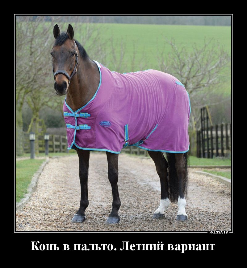 Конь в пальто Летний вариант