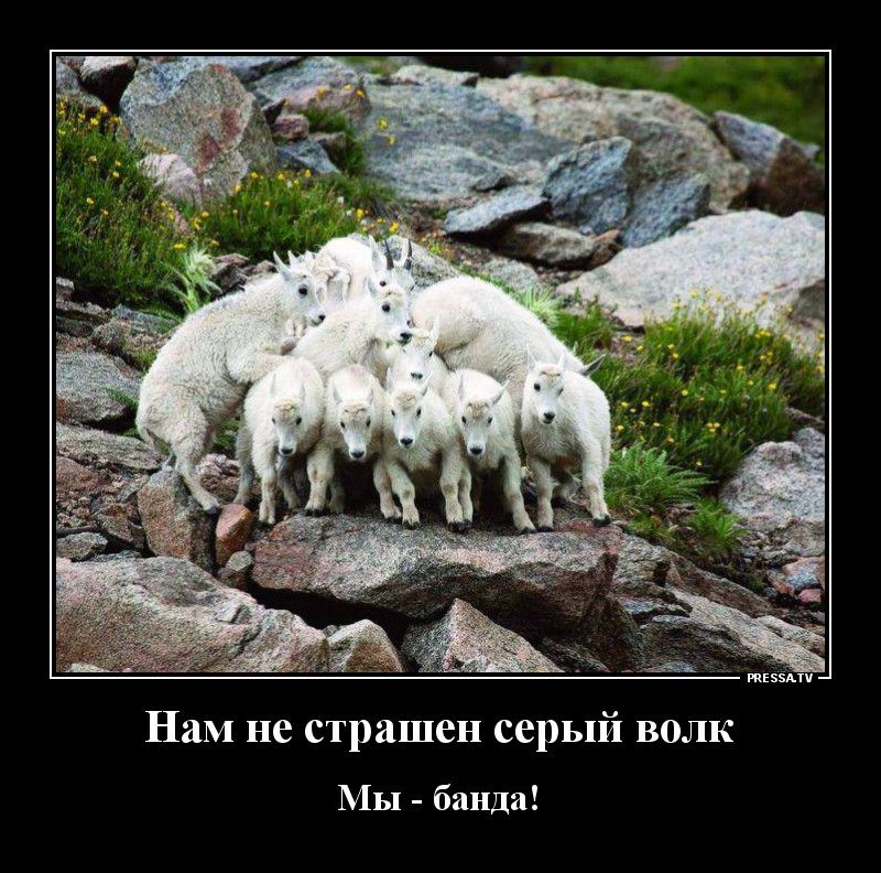 тззми Нам не страшен серый волк МЫ банда