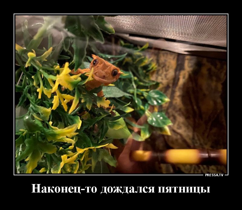 жизни Наконец то Дождался пятницы