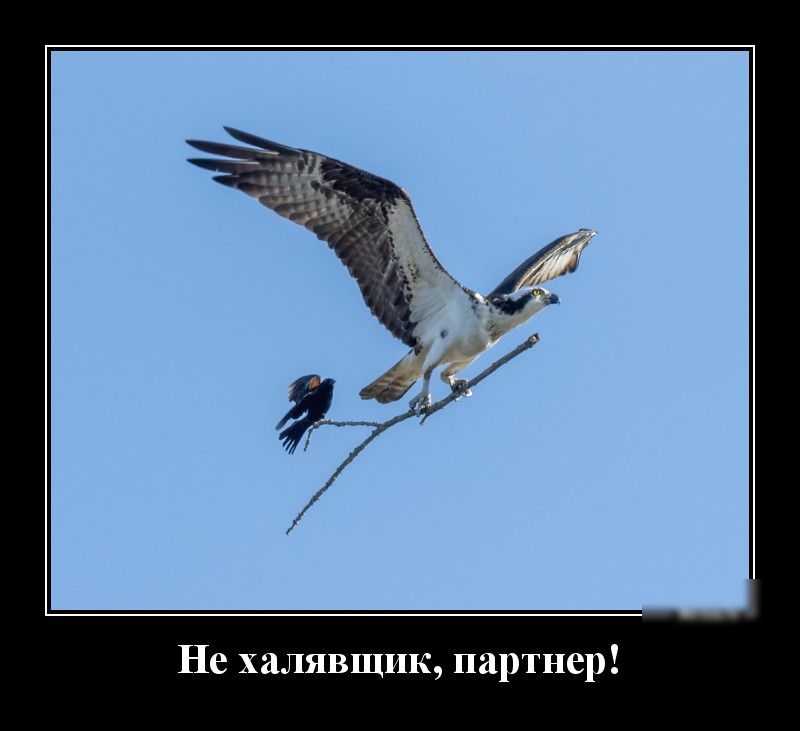 Не халявщик партнер