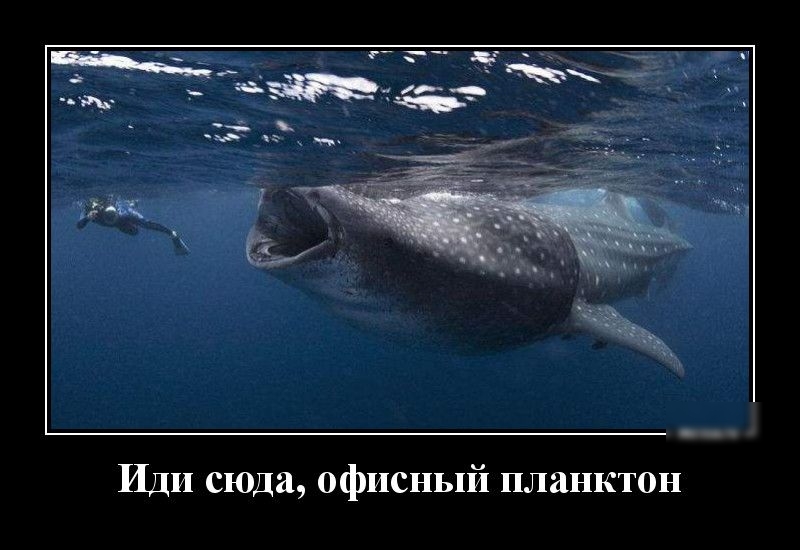 Иди сюда офисный планктон