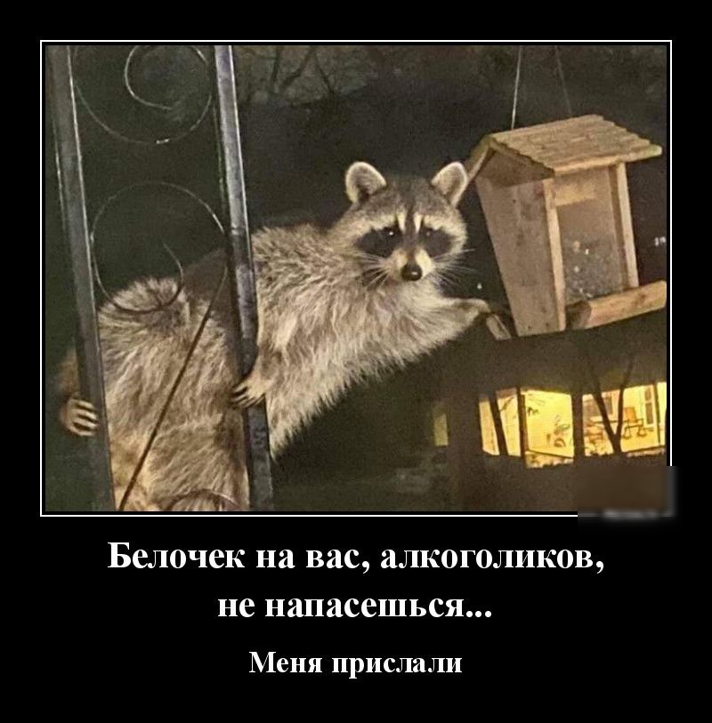 Белочек на вас аЛКОГОЛИК0В не напасешься Меня прислали
