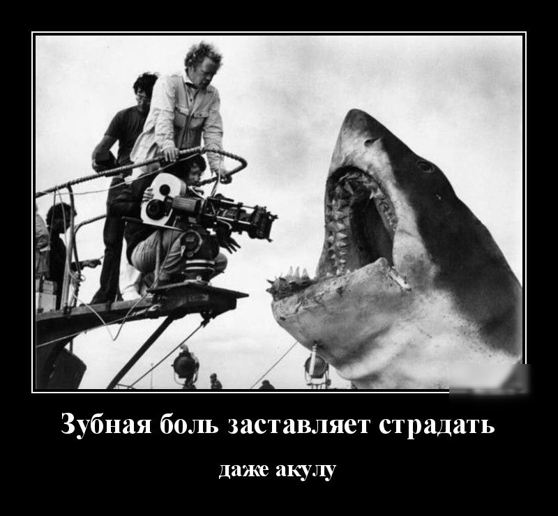 Зубная боль заставляет страдать даже акулу