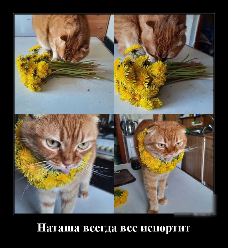 Наташа всегда все испортит