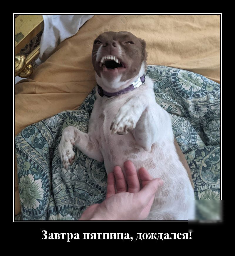 Завтра пятница дождался