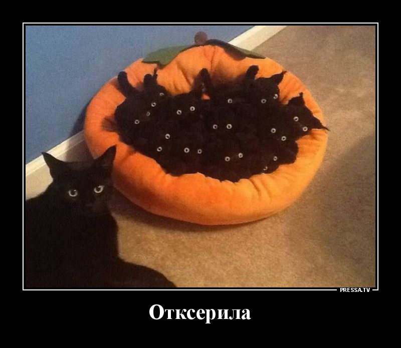 Отксерила