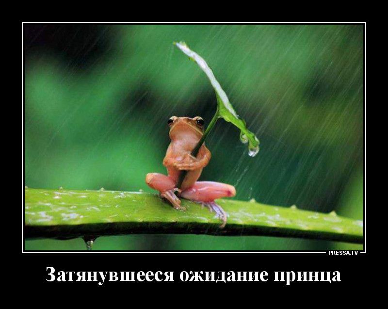 тззкти затянувшееся ожидание принца