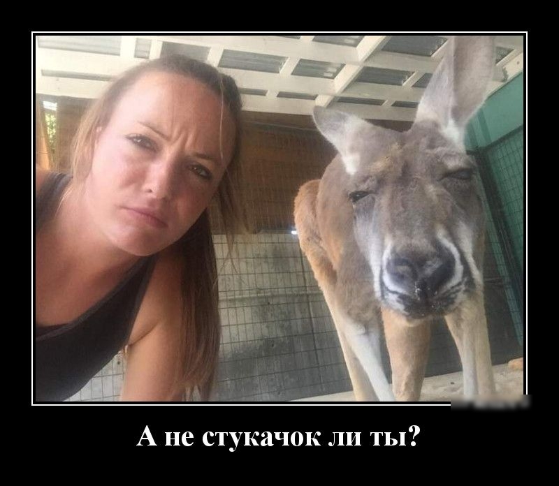 А не стукачок ли ты