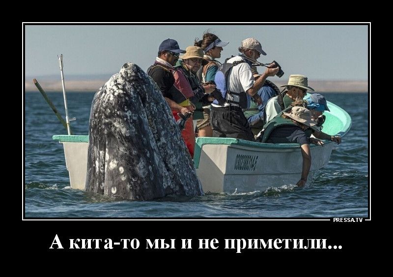 тззмп А кита то мы и не приметили