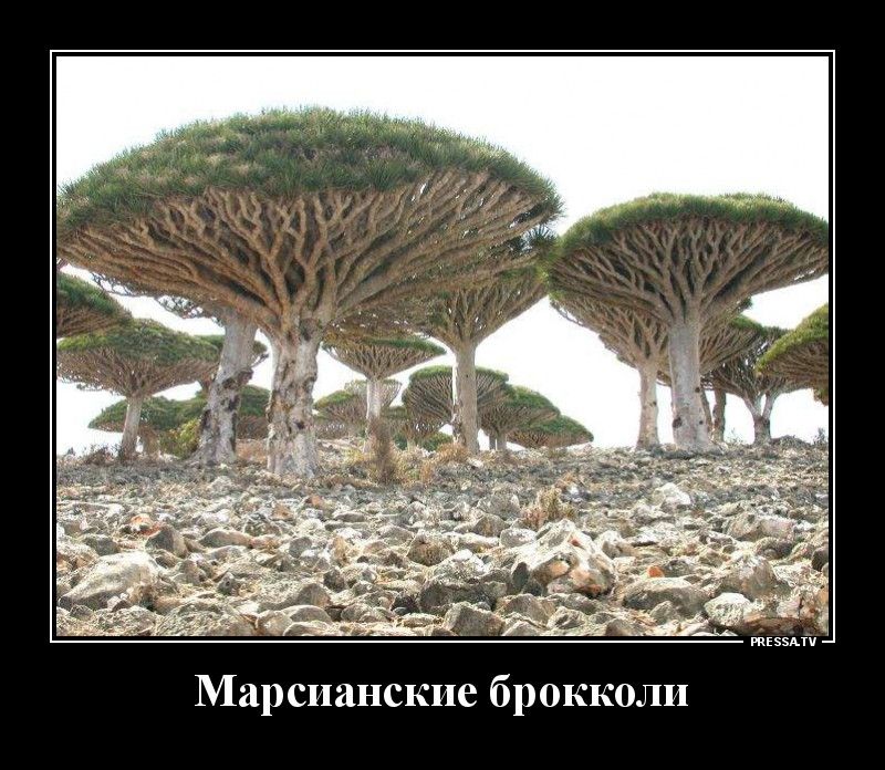 тіээпч Марсианские брокколи