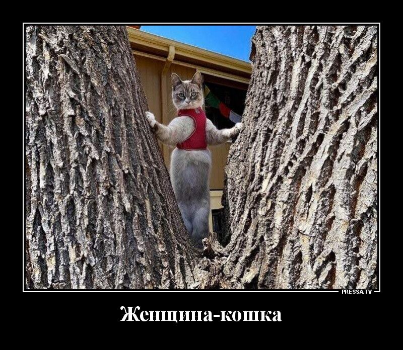 Женщина кошка