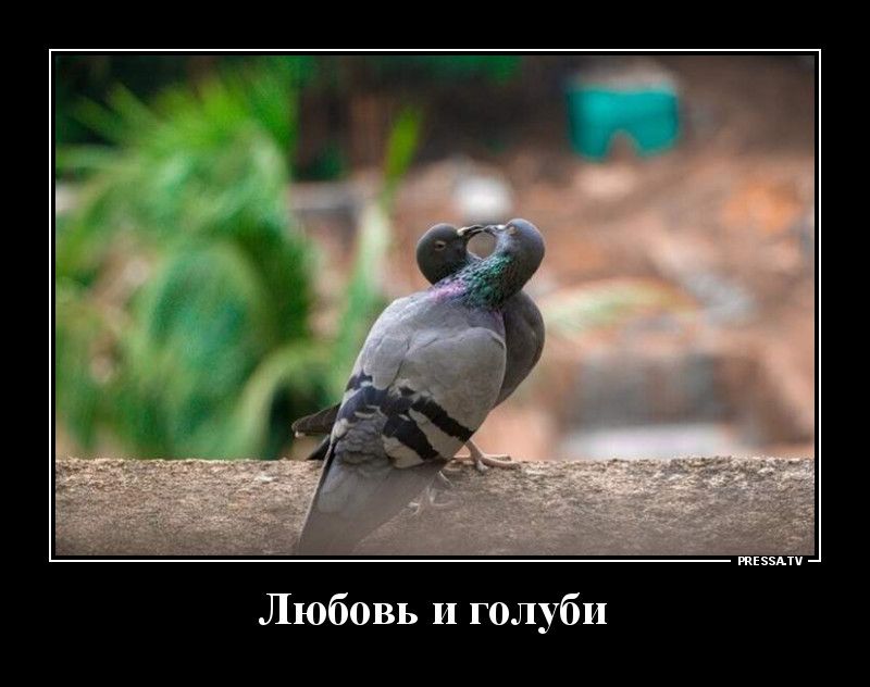 Любовь и голуби