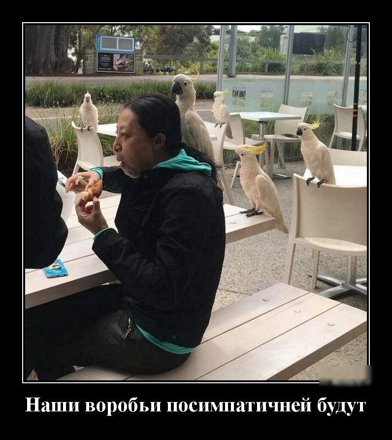 Наши воробьи посимпатичней будут