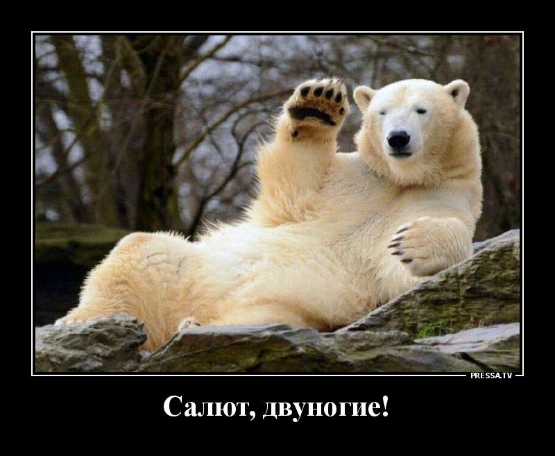 Салют двуногие