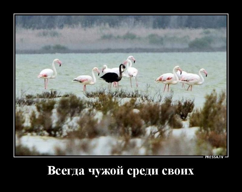 пшли Всегда чужой среди своих