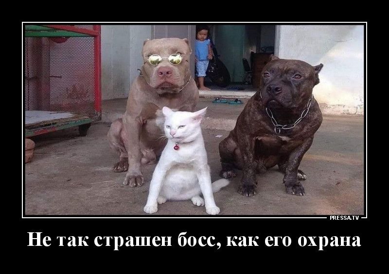 тззми Не так страшен босс как его охрана