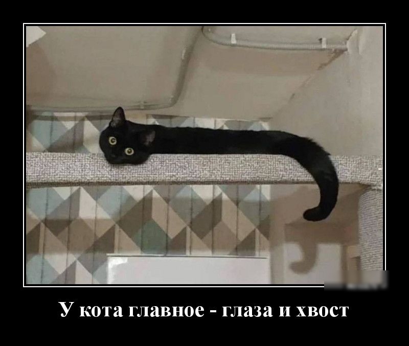 У кота главное глаза и хвост