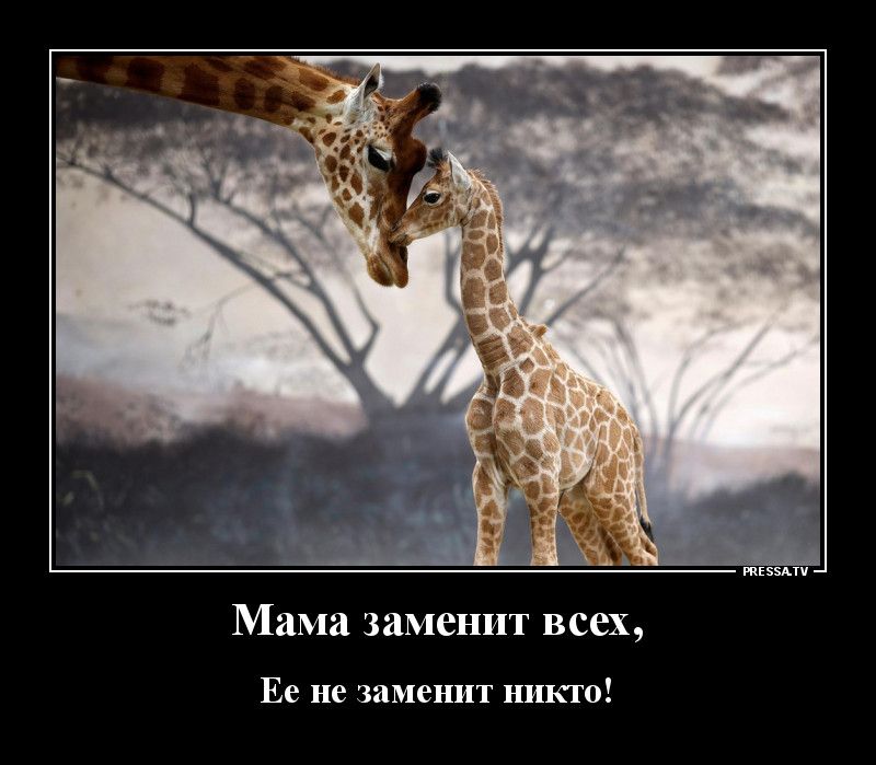 тззми Мама заменит всех Ее не заменит никто