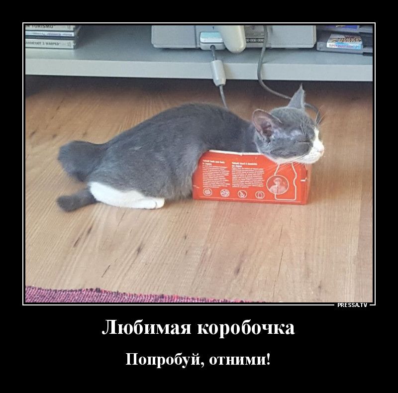 тззми Любимая коробочка Попробуй отнпмп