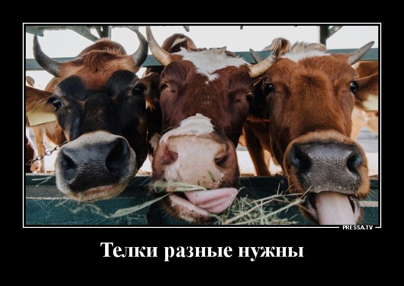 Телки разные нужны