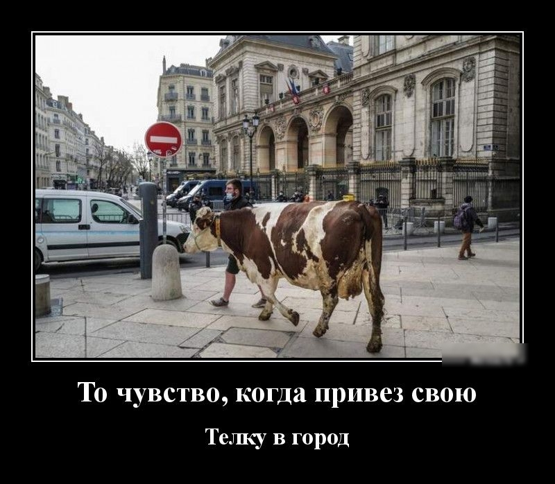 То чувство когда привез свою Телку в город